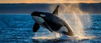 Majestic orca whale breaching ocean surface at sunset with dramatic water splash and golden sky backdrop creating spectacular marine wildlife moment.