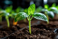 Young green seedling emerging from rich dark soil with water droplets on leaves in natural sunlight for agriculture and gardening concepts.