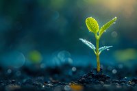 Young green seedling growing from soil with water droplets in morning light against blurred teal background, symbolizing new beginnings and growth in nature.