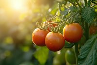 Fresh ripe tomatoes growing on vine with green leaves in garden, natural sunlight creating warm atmosphere. Organic farming and healthy food concept.