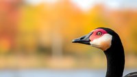 Close-up portrait of a Canada goose with distinctive red and black head against blurred autumn foliage background, perfect for wildlife and seasonal nature publications.