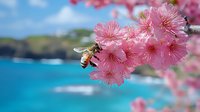 Bee collecting nectar from pink cherry blossom flowers with turquoise ocean and coastal landscape in soft focus background during spring season.