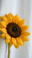 Bright yellow sunflower with dark brown center and green stem against white background, suitable for floral designs, botanical illustrations, and decorative projects.