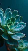 Close-up of blue-green succulent plant with thick fleshy leaves arranged in rosette pattern against dark teal background for botanical and nature themes.
