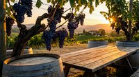 Rustic wooden table with wine barrel in vineyard at golden sunset, purple grapes hanging overhead, perfect for wine tasting and agricultural themes.