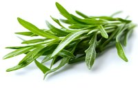 Fresh green rosemary sprigs with water drops on white background, aromatic culinary herb macro photography for cooking, food and restaurant menus.