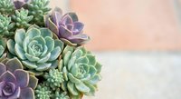 Colorful succulent plants arrangement with green and purple rosettes on soft blurred background for home decor and gardening projects.