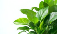 Fresh green leaves of pothos plant against white background, popular indoor houseplant for home decor and air purification.