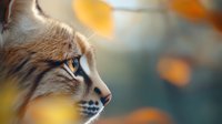 Side profile of tabby cat with intense amber eyes against blurred autumn background with golden bokeh lights, soft focus nature photography creates dreamy atmosphere.
