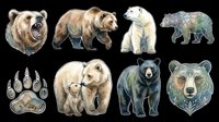 Watercolor bear illustrations set featuring grizzly, polar, black bear and paw prints isolated on transparent background. Ready for t-shirt design, clipart, stickers, sublimation and print-on-demand products.