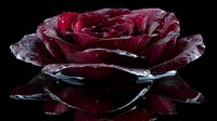 Deep red rose with water droplets reflected on black glossy surface, dramatic lighting creates mysterious romantic mood, macro photography shows intricate petal details.