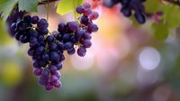 Fresh ripe purple grapes hanging on grapevine with green leaves against soft blurred background with warm sunset bokeh lights creating romantic mood.