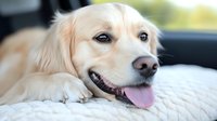 Adorable golden retriever puppy with pink tongue lying on car seat, close-up portrait showing happy expression and cream colored fur in natural lighting.