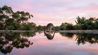 Kangaroo drinking water at sunset with perfect reflection in calm lake surrounded by eucalyptus trees under pink purple sky in peaceful wilderness setting.