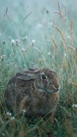 Brown rabbit with spotted fur sitting in frost-covered wild grasses and dried seed heads in natural meadow habitat. Wildlife and nature stock content.