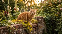 Ginger tabby cat standing on moss-covered stone wall surrounded by flowering vines and lush garden foliage in natural sunlight.