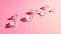 Delicate pink rose petals scattered on a pastel pink background with soft shadows, creating a romantic and minimalist flat lay composition.