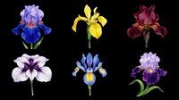 Six detailed iris flowers in purple, blue, yellow, burgundy, and lavender, isolated on transparent background. Ready for clipart, stickers, t-shirt design, sublimation, and print on demand.