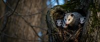 Opossum mother with babies in tree hollow nest during spring season. Wildlife family portrait showing marsupial parenting behavior in natural forest habitat.