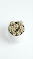 Small succulent plant in white ceramic pot on clean background for home decor and gardening projects.