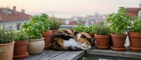 Tabby cat resting among potted herbs and plants on urban rooftop terrace with city skyline background, perfect for lifestyle and gardening content.