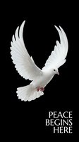 White dove flying with spread wings on black background with peace begins here text for inspirational and motivational designs.