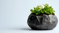 Small green succulent plant growing in natural stone planter against light background, minimalist garden decor for modern interior design.