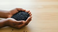 Hands holding black lentils or legumes on wooden surface. Suitable for food, agriculture, nutrition, cooking, and organic produce marketing materials.