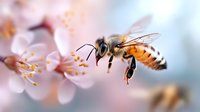 Honey bee collecting nectar and pollen from delicate pink cherry blossom flowers in spring, macro photography with soft bokeh background showing pollination process.