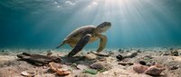 Sea turtle swimming near sandy ocean floor with sunlight filtering through water from above, suitable for marine wildlife, ocean conservation, and nature documentary projects.