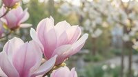Delicate pink magnolia blossoms in soft focus spring garden setting, ideal for nature and botanical design projects.