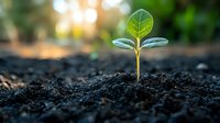 Young green seedling emerging from rich dark soil in morning sunlight, symbolizing growth, new beginnings, and environmental sustainability. Macro nature photography.