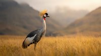 Elegant grey crowned crane standing in golden grassland with mountain backdrop during sunset creating serene wildlife scene for nature photography projects.