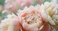 Soft pink and white peony flowers with delicate water droplets creating romantic spring garden atmosphere for wedding invitations and feminine designs.