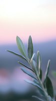 Fresh olive branch with silvery green leaves against soft pink and purple sunset sky, creating serene natural atmosphere for wellness and Mediterranean lifestyle designs.