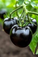Fresh black tomatoes growing on vine with green stems and leaves, macro photography showing glossy skin texture and natural garden setting.