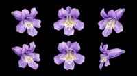 Purple columbine flowers with yellow stamens isolated on transparent background, ready for t-shirt design, clipart, stickers, sublimation and print-on-demand projects.