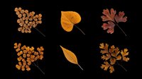 Autumn fall leaves collection isolated on transparent background, ready for t-shirt design, clipart, stickers, print-on-demand products and sublimation projects.