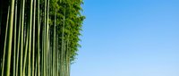 Tall green bamboo stalks with lush foliage against clear blue sky, suitable for nature, wellness, and environmental design projects.