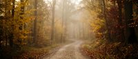Misty autumn forest path with golden foliage and warm sunlight filtering through trees creating atmospheric mood for nature backgrounds and seasonal designs.