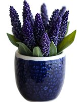 Purple grape hyacinth flowers in textured blue ceramic pot against white background, fresh spring bulb flowers with green leaves for garden and home decor.