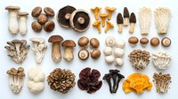 Assorted fresh and dried mushroom varieties arranged on white background, including button, oyster, shiitake, chanterelle, and porcini types for culinary, nutritional, and educational purposes.