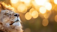 Majestic lion profile basking in golden sunset light with warm bokeh background creating peaceful wildlife moment in natural habitat.