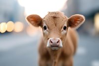 Close up portrait of young brown calf with soft bokeh background, looking directly at camera with curious expression and distinctive pink nose.