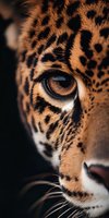 Close-up macro shot of jaguar eye and face showing detailed spotted fur pattern and intense gaze against dark background, highlighting wild nature and animal beauty.