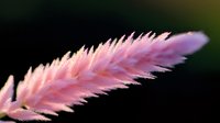 Delicate pink celosia flower head against dark background, soft focus macro photography showing detailed plume-like structure and feathery texture in natural light.