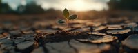 Young green seedling growing through dry cracked soil at sunset, symbolizing hope, resilience and new beginnings in challenging conditions. Environmental concept.