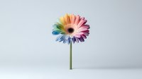 Single rainbow-colored gerbera daisy flower with multicolored petals in gradient from blue to pink and orange, isolated on light gray background.