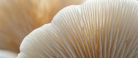 Close-up macro view of delicate mushroom gills showing intricate natural patterns and textures in soft beige tones for organic design projects.