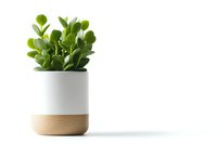 Modern minimalist planter with green succulent plant in white ceramic and wooden base pot against clean white background, isolated with soft shadow.